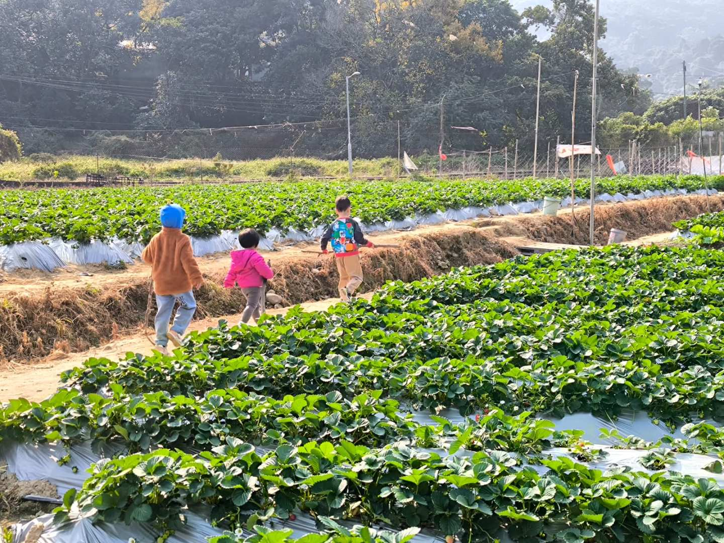 [Great place for parents and children] Yuen Long｜Chung Tai Farm Strawberry Garden｜Parent-child farm experience one-day tour │Strawberry season & picnic & candied haws & earth kiln roasted chicken - Photo 1 of 7